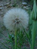 Tragopogon pseudomajor