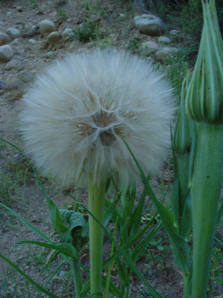 Изображение особи Tragopogon pseudomajor.