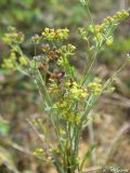 Bupleurum marschallianum