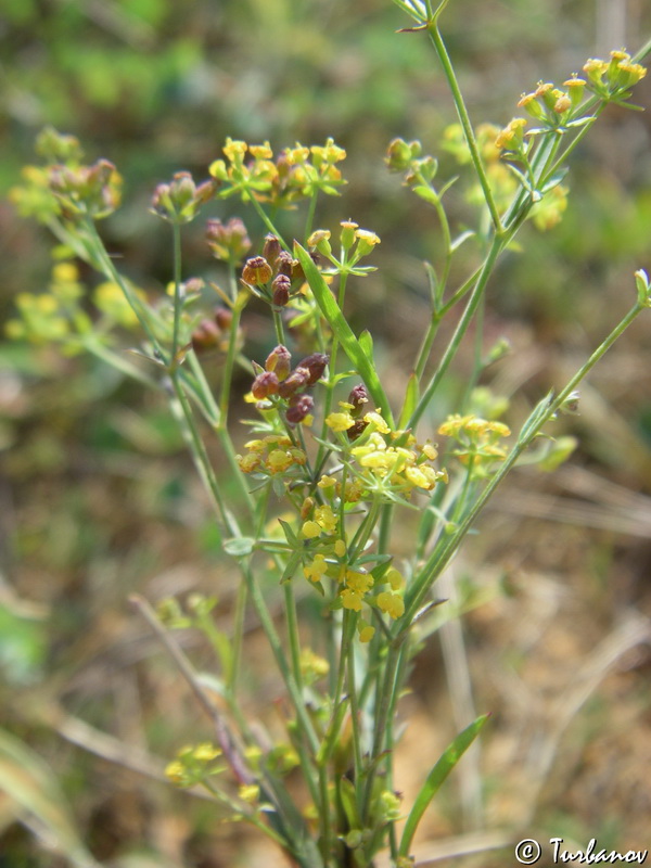 Изображение особи Bupleurum marschallianum.