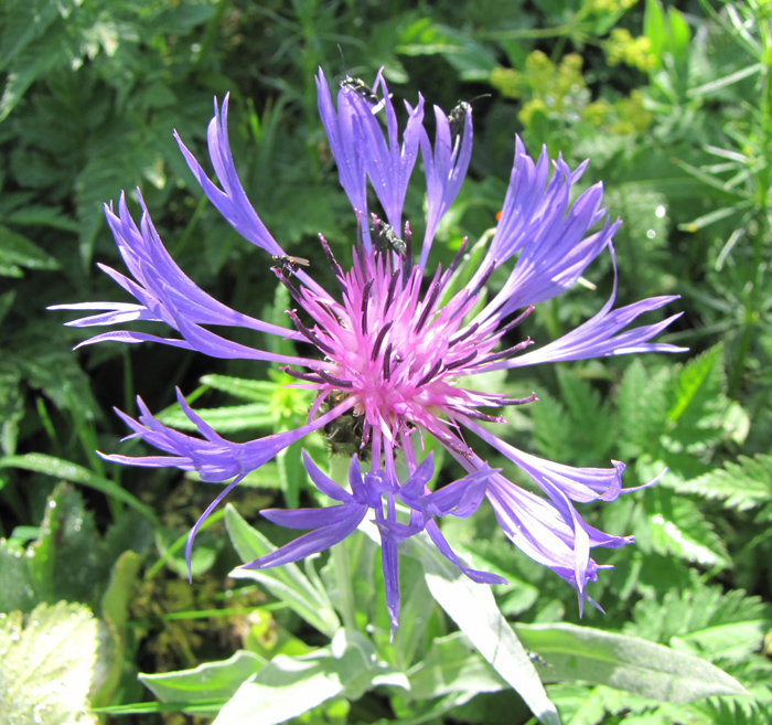 Image of Centaurea fuscomarginata specimen.