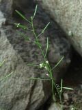 Arabidopsis thaliana