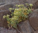 Crithmum maritimum