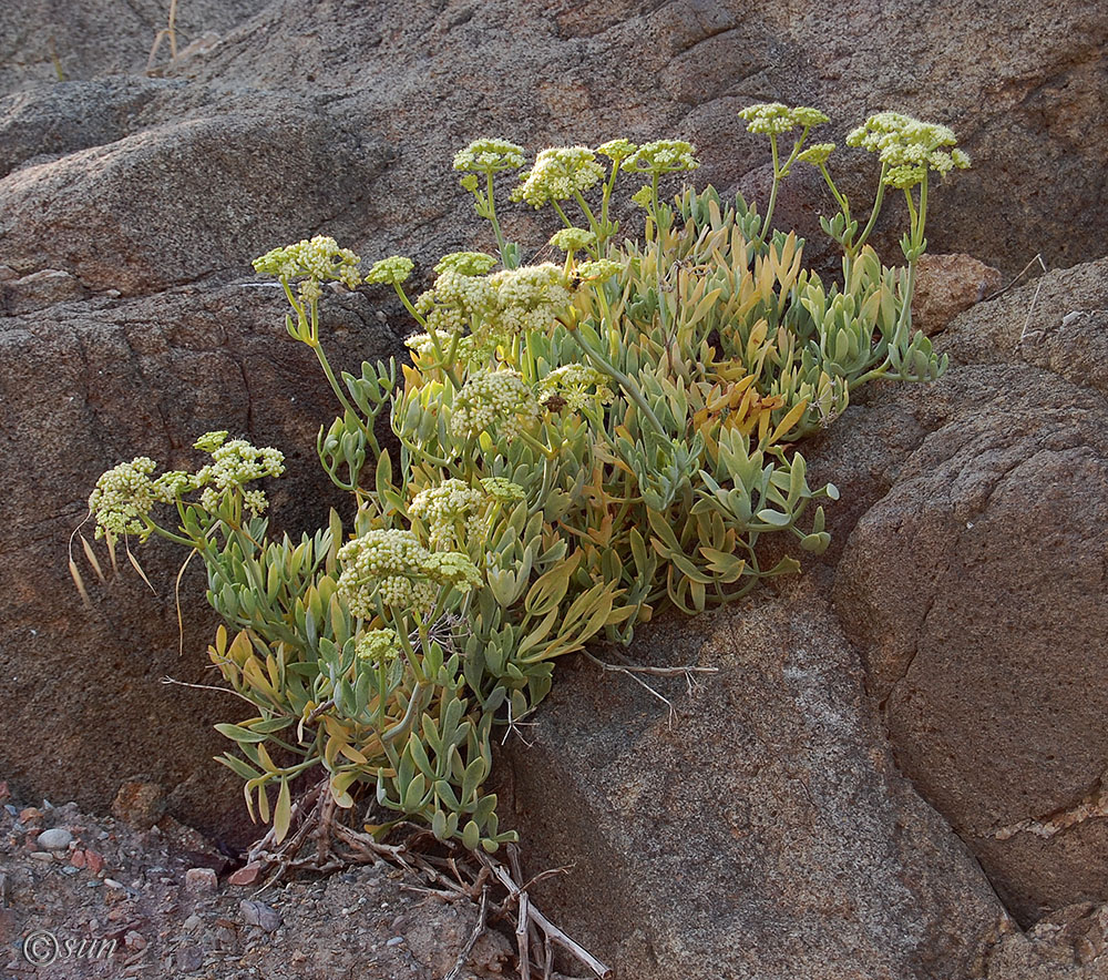 Изображение особи Crithmum maritimum.