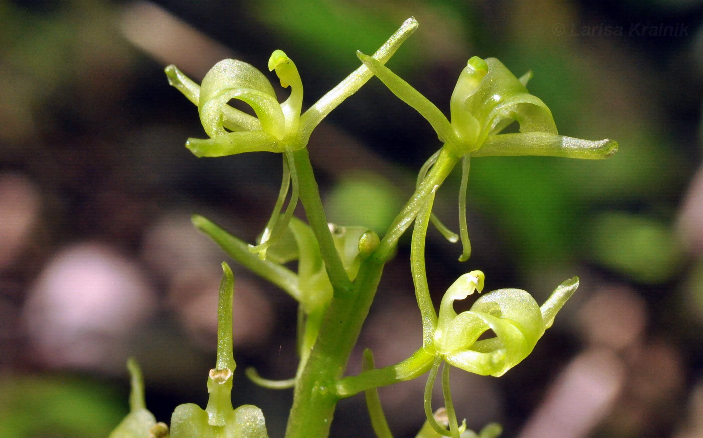 Image of Liparis kumokiri specimen.
