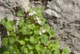 Cymbalaria muralis subspecies visianii. Цветущее растение. Черногория, г. Старый Бар, развалины старого города. 12.10.2014.