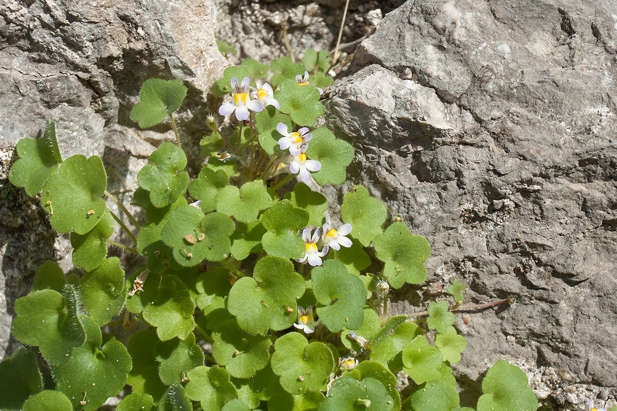 Image of Cymbalaria muralis ssp. visianii specimen.