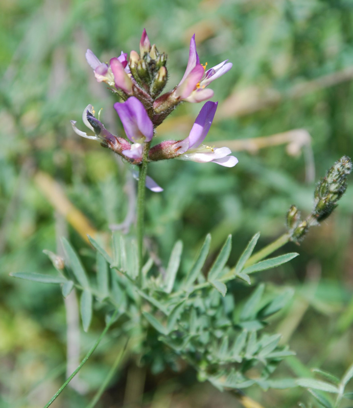 Изображение особи Astragalus brachylobus.