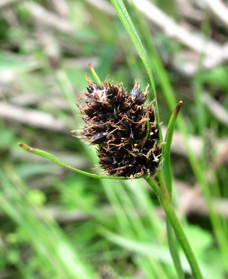 Image of Luzula stenophylla specimen.
