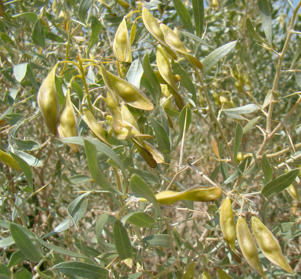 Image of Ammodendron bifolium specimen.