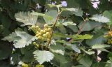 Sorbus intermedia