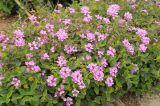 Lantana montevidensis