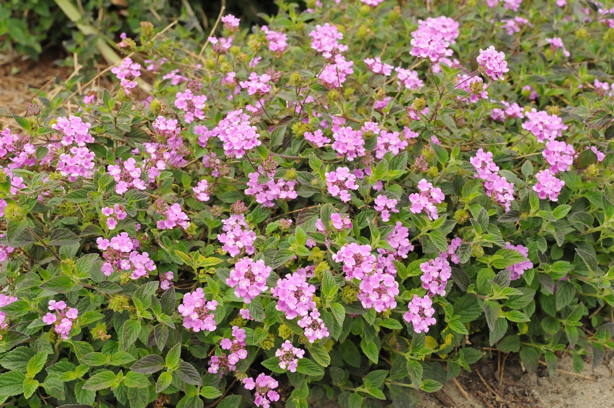 Изображение особи Lantana montevidensis.