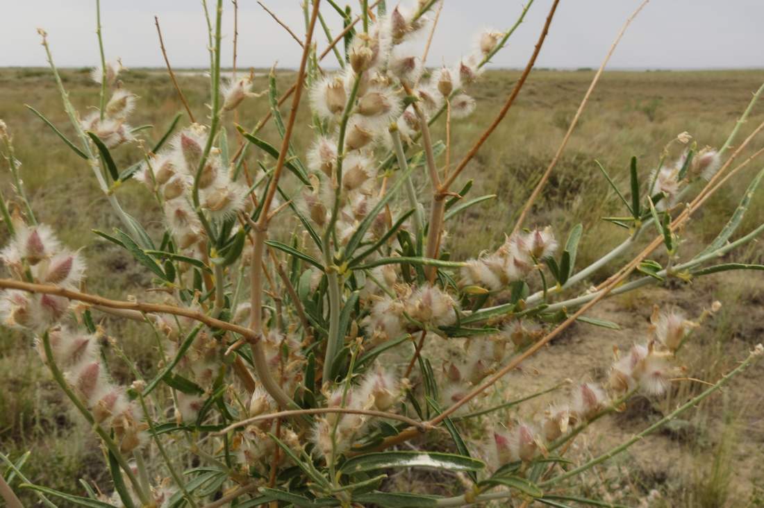 Изображение особи Astragalus brachypus.