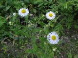 Erigeron annuus. Верхушки цветущих растений. Курильские о-ва, о-в Кунашир, окр. дачного пос. Третьяково. 19 июля 2015 г.