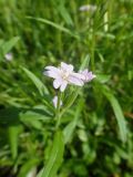 Epilobium palustre. Цветок. Иркутская обл., Иркутский р-н, дер. Позднякова, заболоченный луг. 29.07.2014.