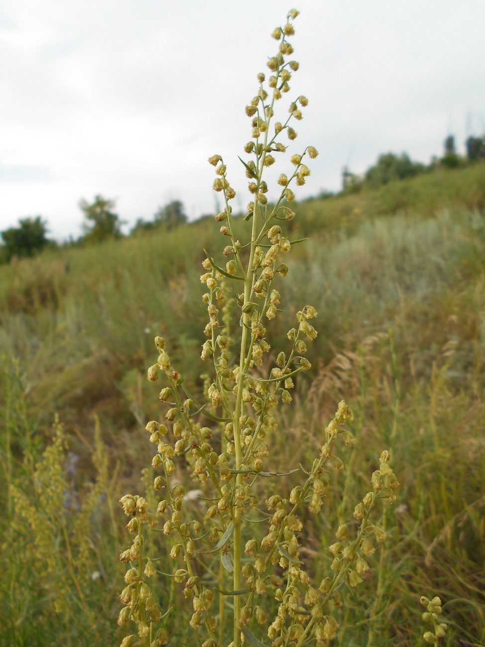 Image of genus Artemisia specimen.