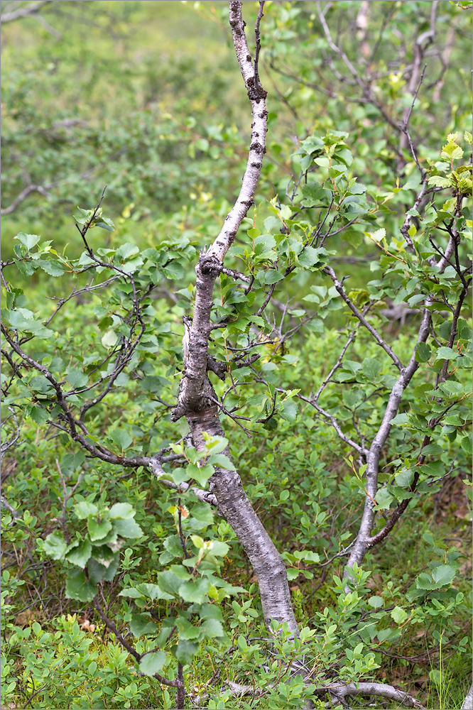 Изображение особи Betula czerepanovii.