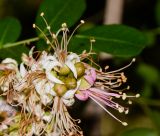 Schotia latifolia. Верхушка соцветия с бутонами и отцветающими цветками. Израиль, Шарон, пос. Кфар Монаш, ботанический сад \"Хават Ганой\". 23.06.2015.