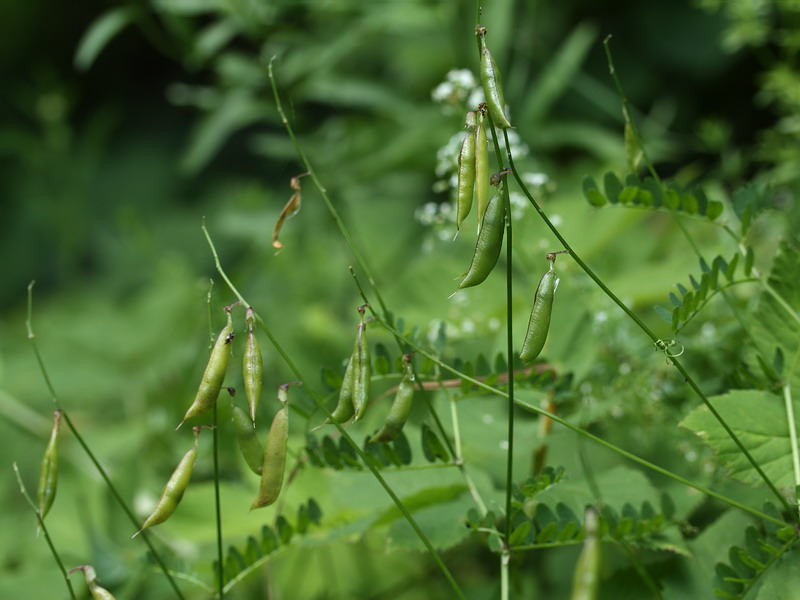 Image of Vicia sylvatica specimen.