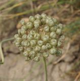 Allium pallasii