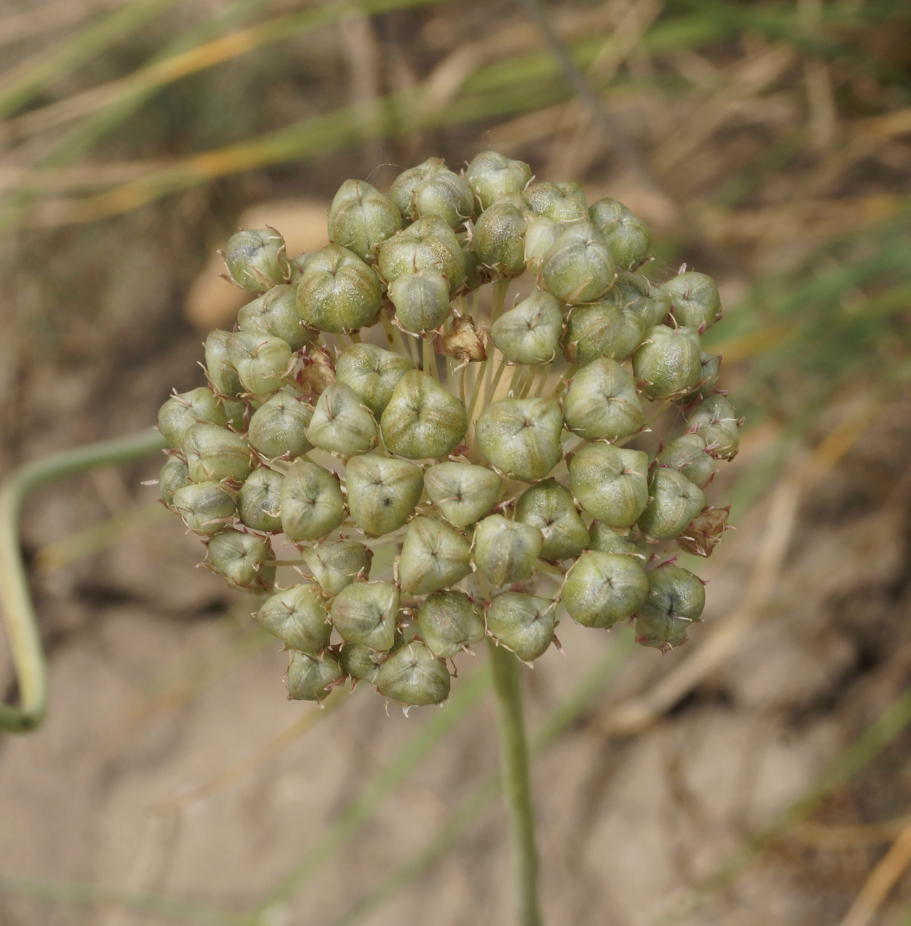 Изображение особи Allium caricifolium.