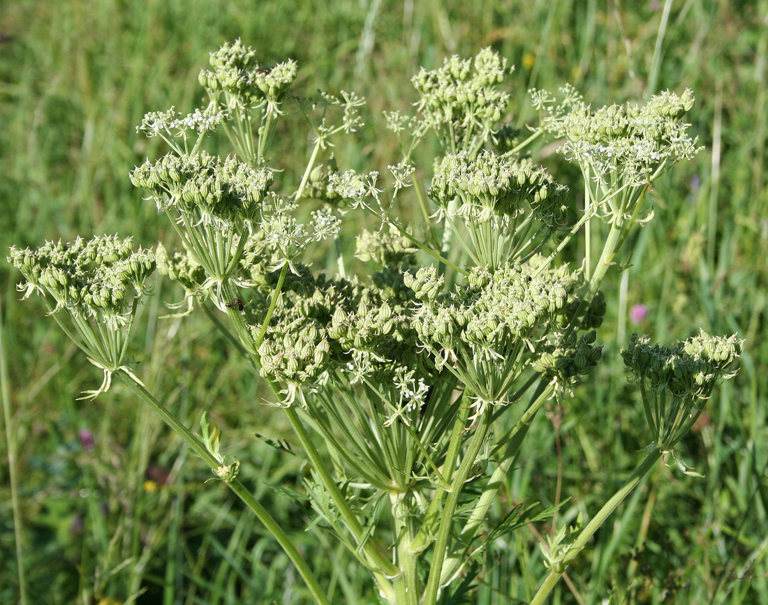 Image of Pleurospermum uralense specimen.