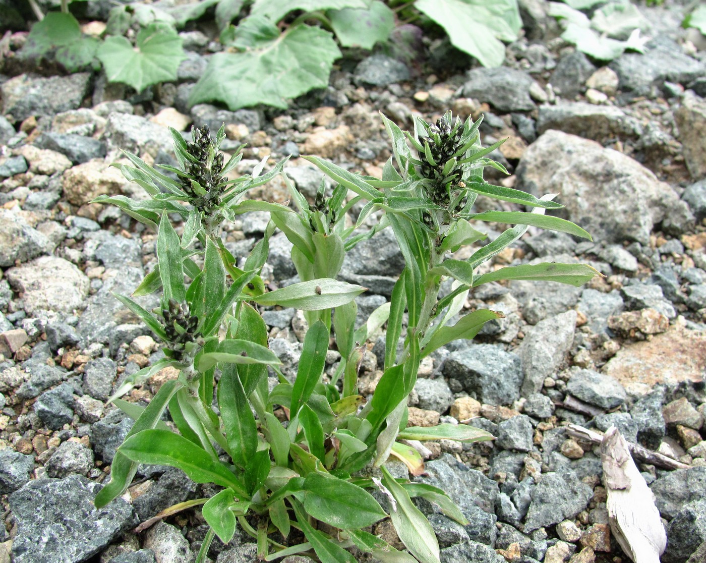 Image of Omalotheca caucasica specimen.