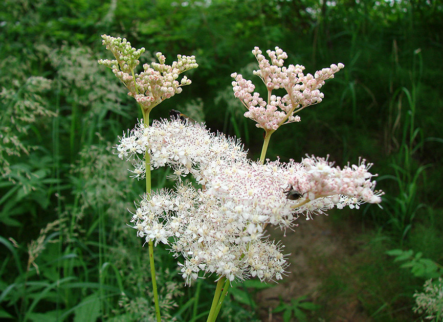 Изображение особи Filipendula palmata.