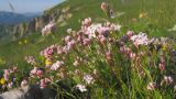 Asperula supina