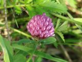 Trifolium pratense. Верхушка цветущего растения. Иркутская обл., Иркутский р-н, окр. с. Смоленщина, луг. 09.08.2015.