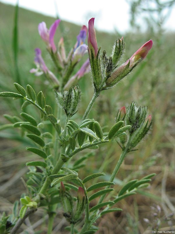 Image of Astragalus brachylobus specimen.