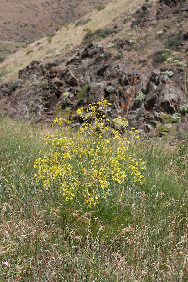 Image of Ferula karatavica specimen.