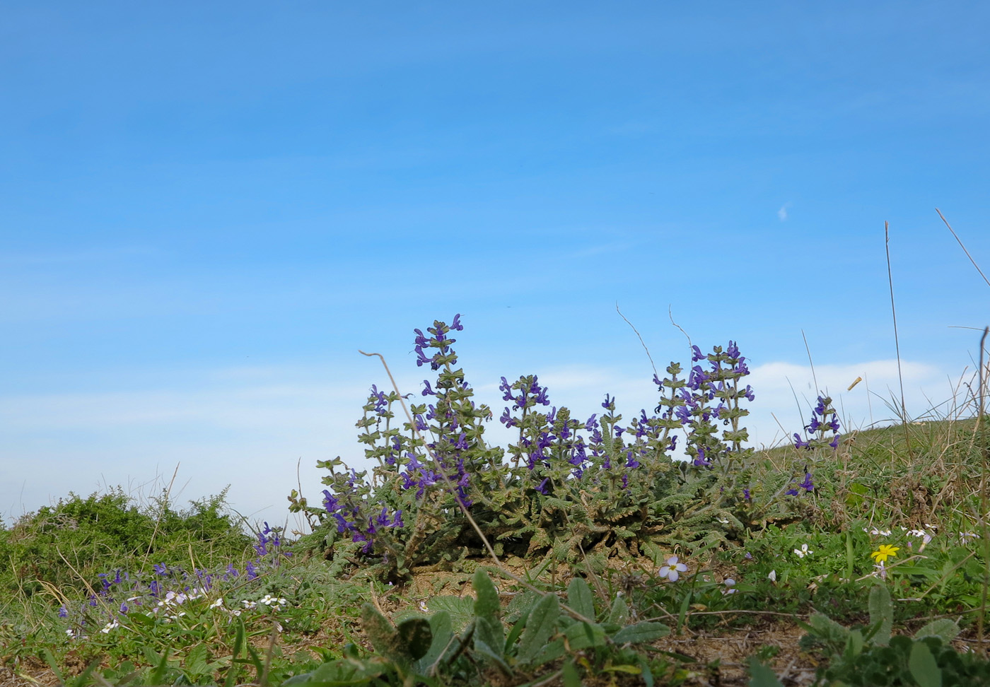 Image of Salvia lanigera specimen.