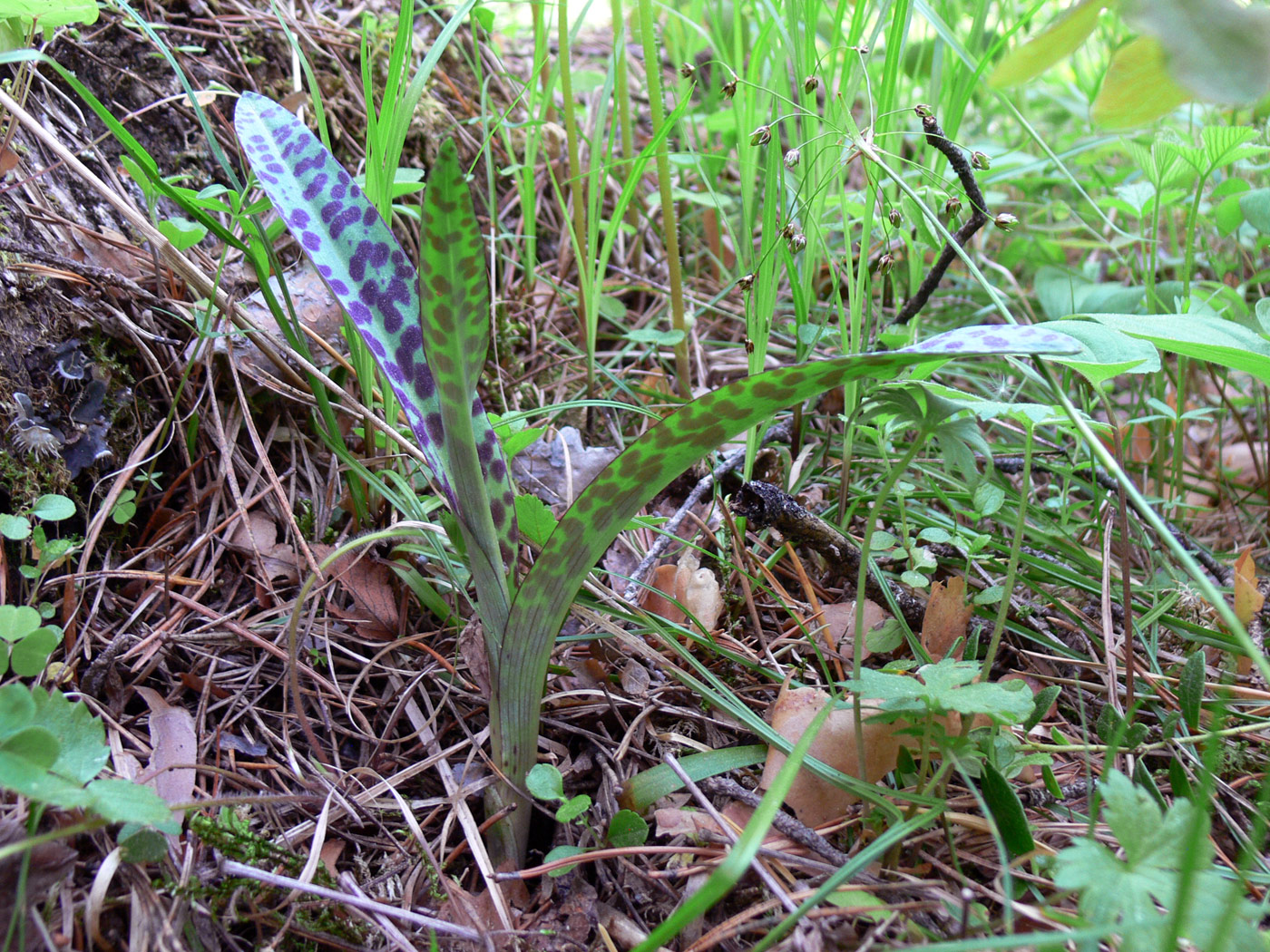 Image of Dactylorhiza fuchsii specimen.