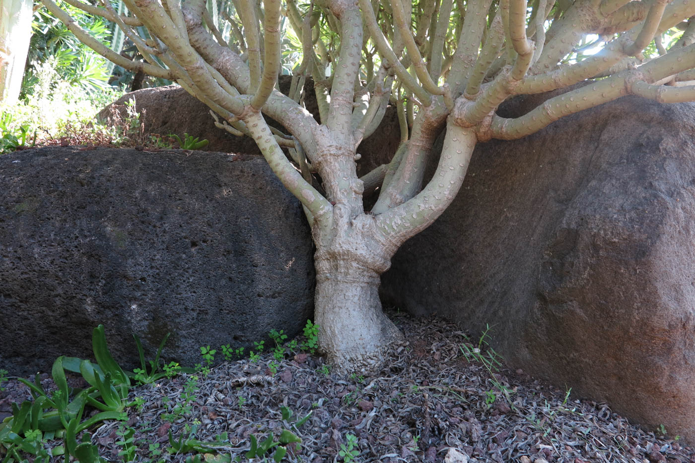 Image of Kleinia neriifolia specimen.