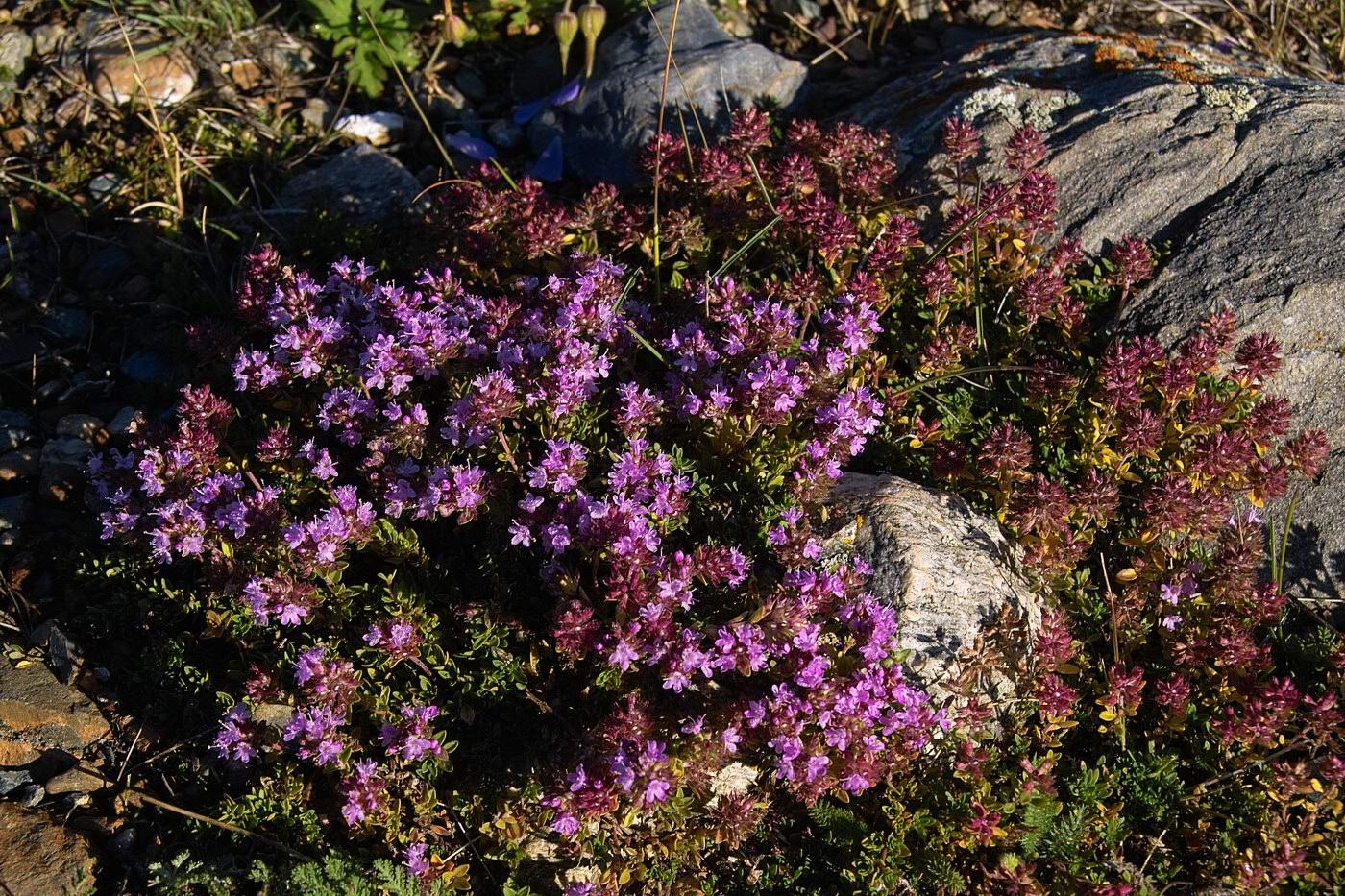 Image of genus Thymus specimen.