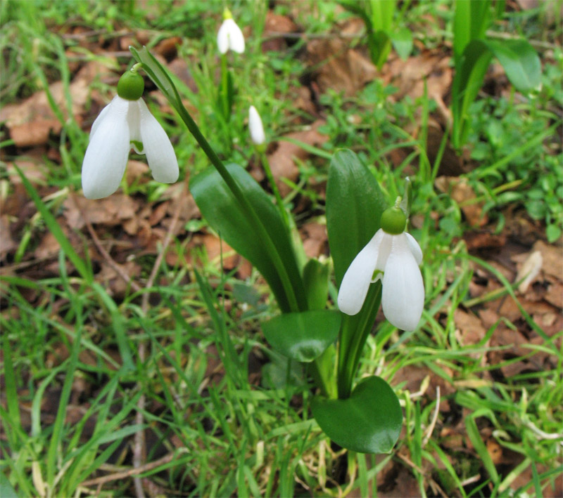 Изображение особи Galanthus woronowii.