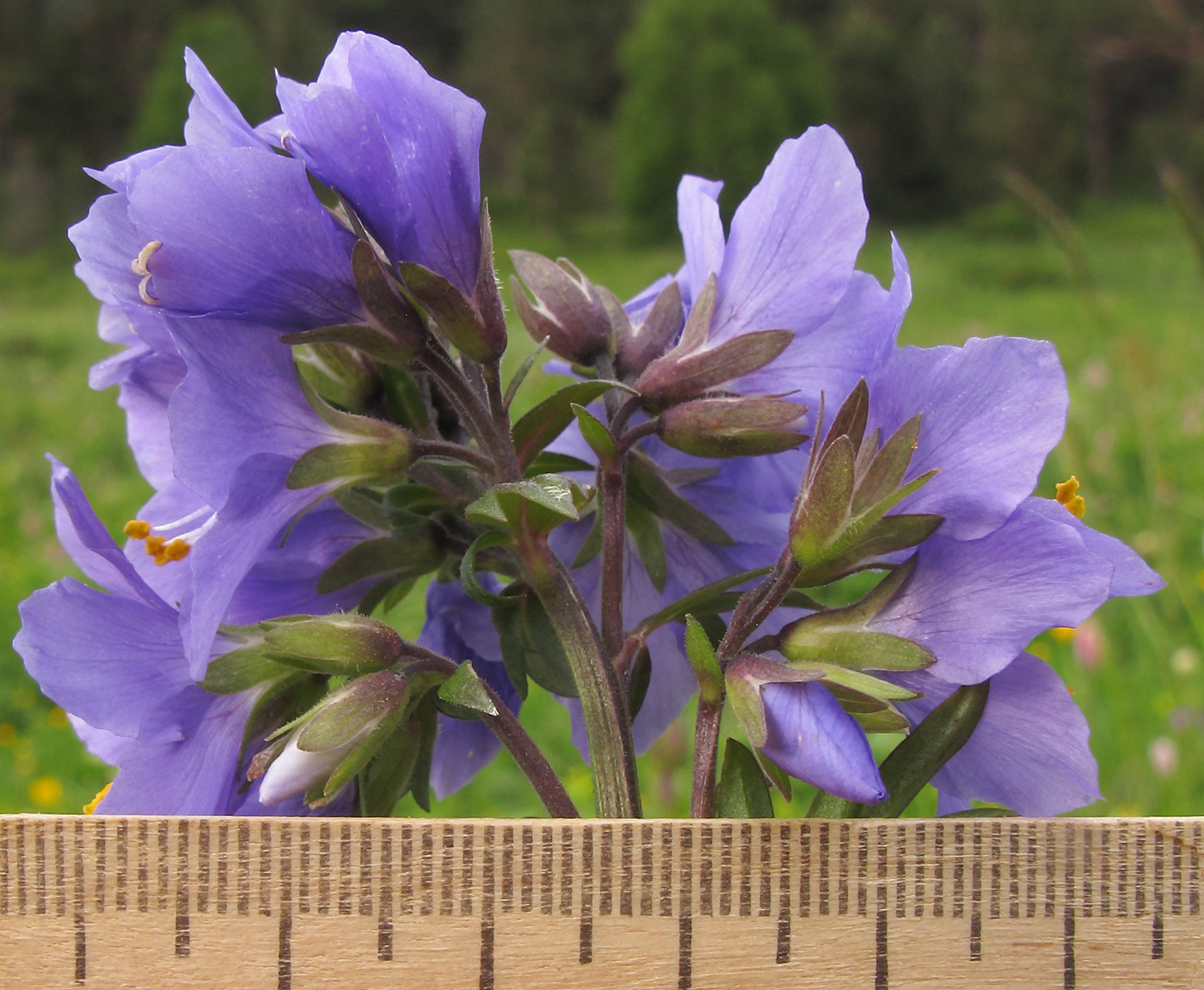 Изображение особи Polemonium caucasicum.