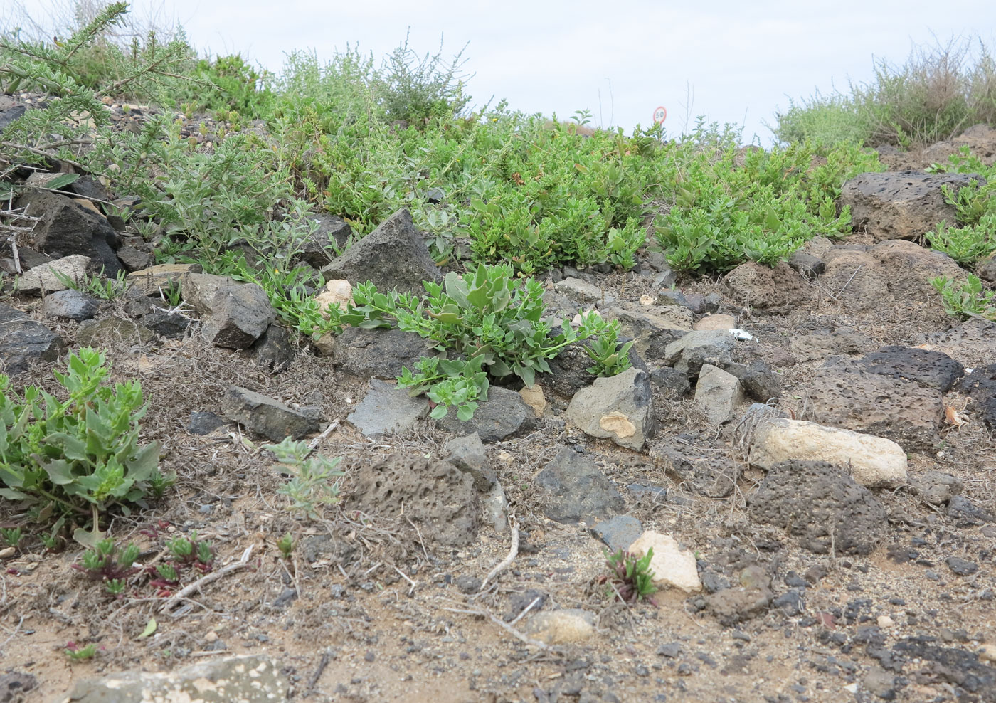 Image of Patellifolia procumbens specimen.