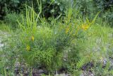 Genista tinctoria