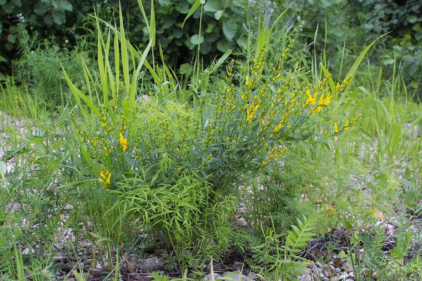 Изображение особи Genista tinctoria.