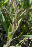 Myosotis sylvatica. Средняя часть побега. Псковская обл., Пушкиногорский р-н, дер. Бугрово, граница луга и тростниковых зарослей у пруда на р. Луговка. 08.05.2016.