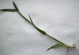 Alopecurus arundinaceus