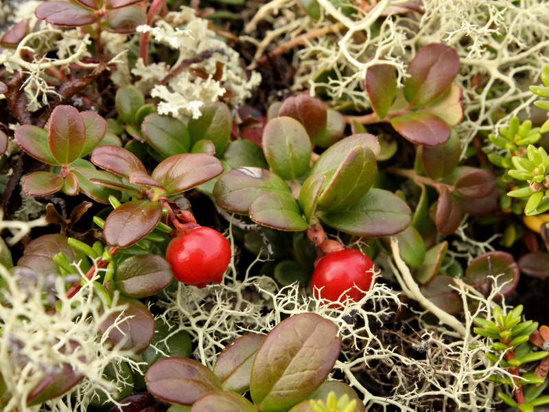 Image of Vaccinium vitis-idaea var. minus specimen.