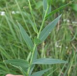 Linum nervosum. Средняя часть побега. Белгородская обл., Губкинский р-н, запов. «Белогорье», Ямская степь. 17 июня 2009 г.