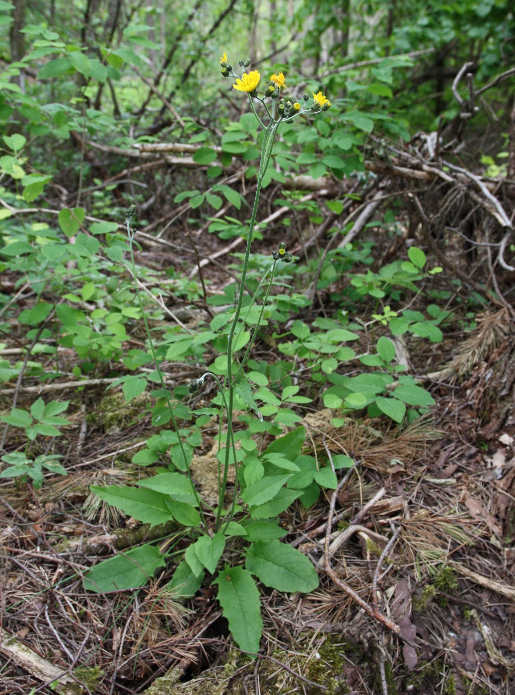 Изображение особи Hieracium pellucidum.