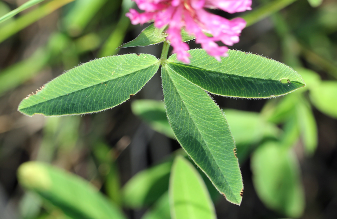Image of Trifolium medium specimen.