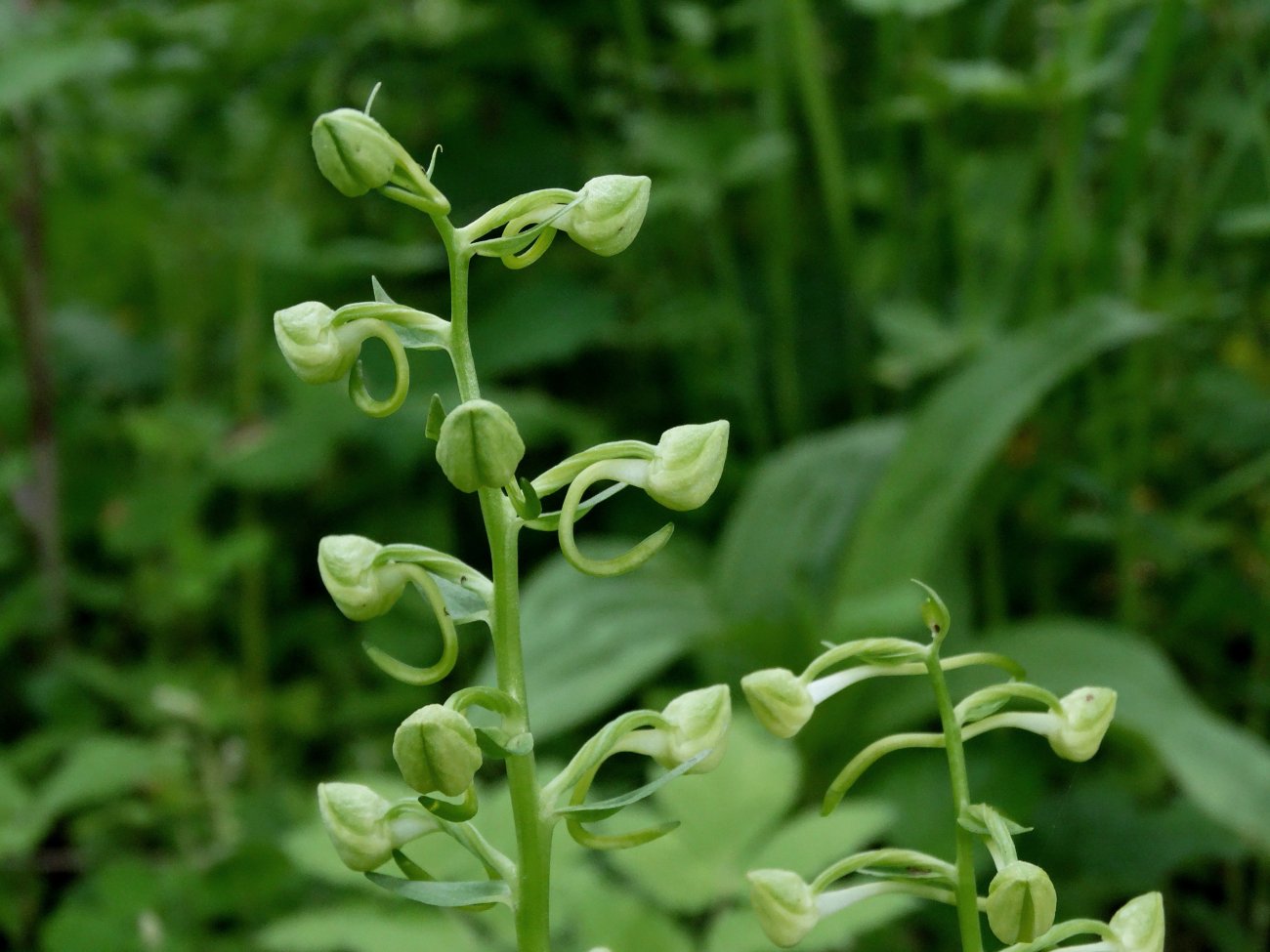 Изображение особи Platanthera densa.