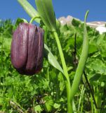 Fritillaria latifolia